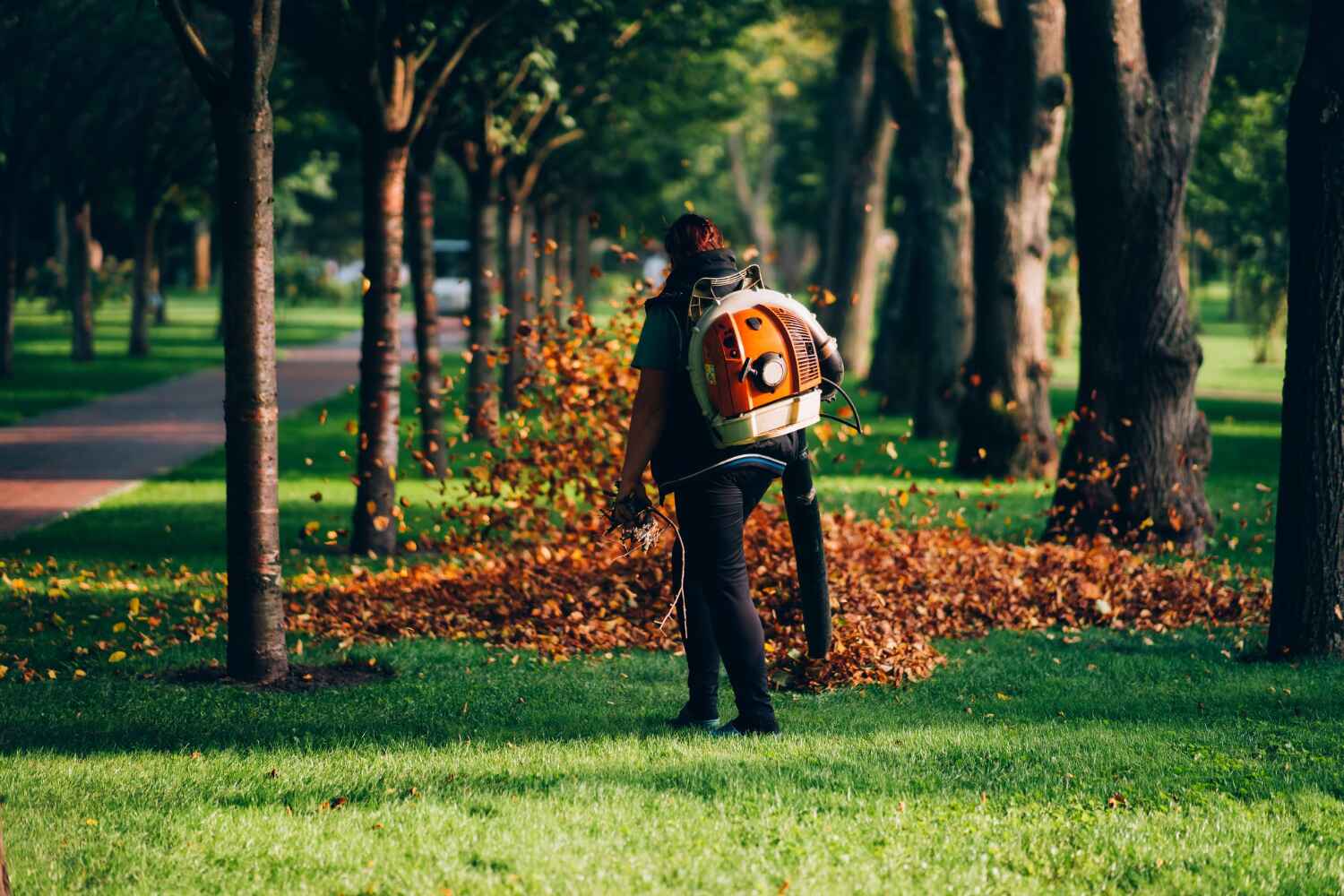 Trusted Tillamook, OR Tree Service Experts